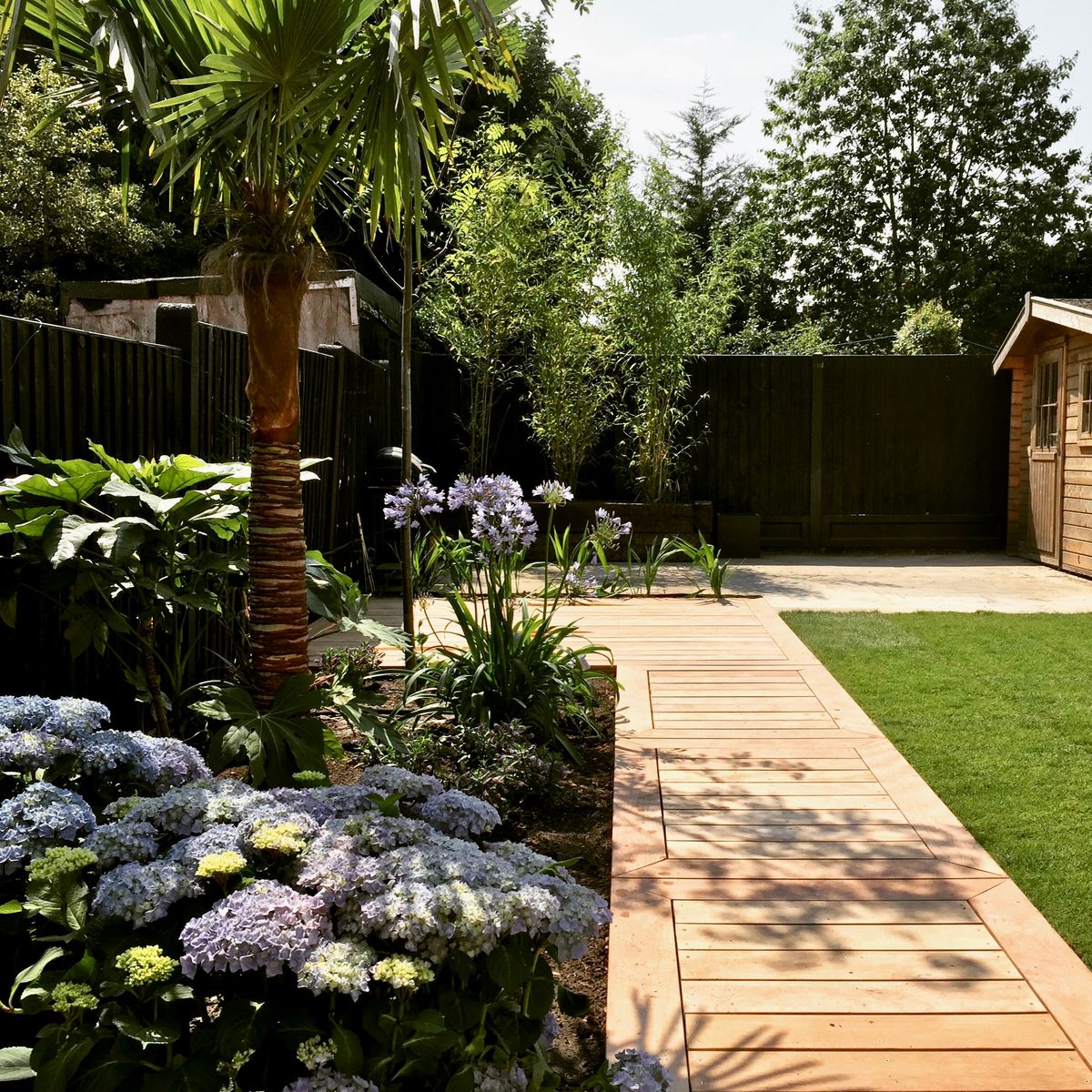 The feature planting together with several large fatsia japonica, hydrangea macrophylla, and agapanthus bring a feel of exotic luxury to the garden design