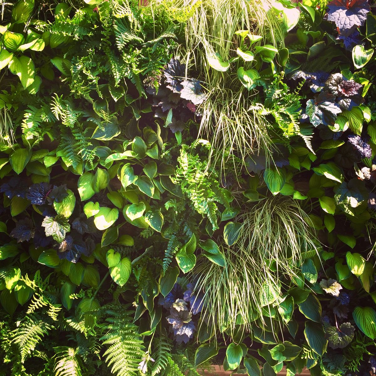 The green wall is a truly luxurious garden design feature which brings a touch of magic to an otherwise difficult to use space
