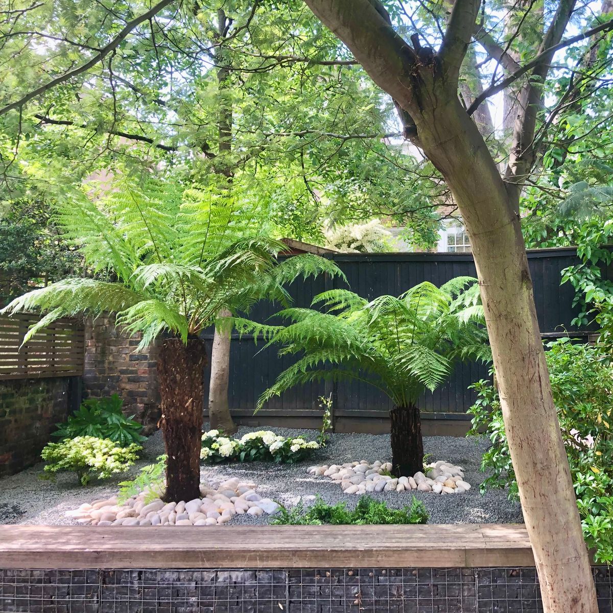 Garden Landscape Design in Hackney Central North London with Mature Tree Ferns as part of Architectural Planting Design and Soft Landscaping Scheme
