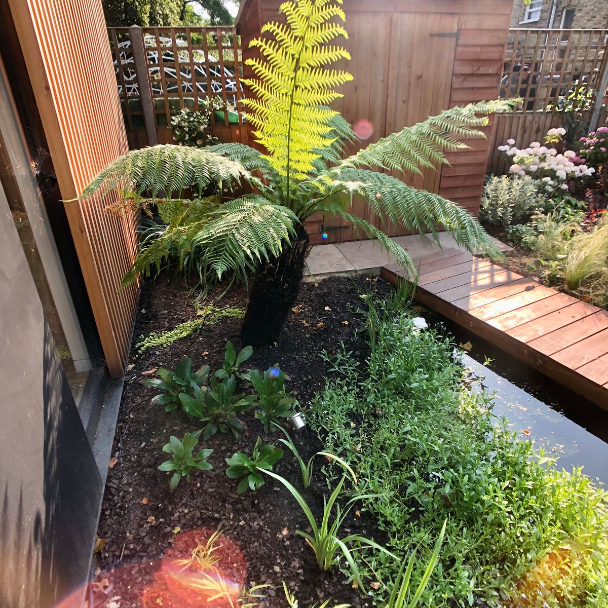 Dicksonia Antartctica and water feature planting